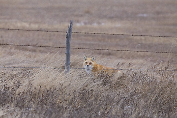 Image showing Fox in Winter