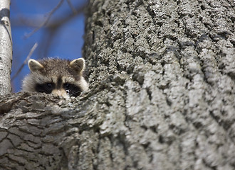 Image showing Racoon in Winter