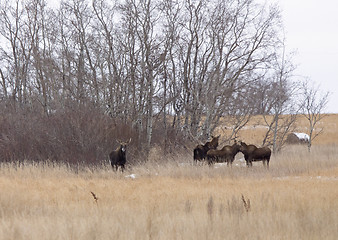 Image showing Moose in a field