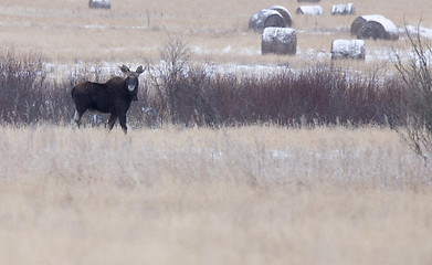 Image showing Moose in a field