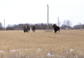 Image showing Moose in a field