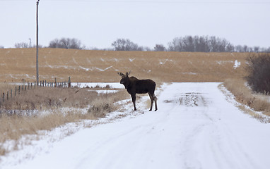 Image showing Moose in a field