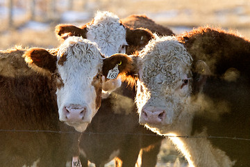 Image showing Cows cattle huddled in winter