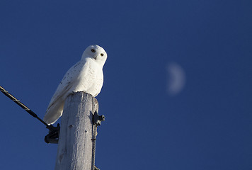 Image showing Snowy Owl