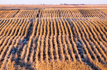 Image showing Prairie Landscape in winter