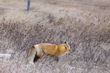 Image showing Fox in Winter