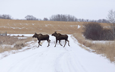 Image showing Moose in a field