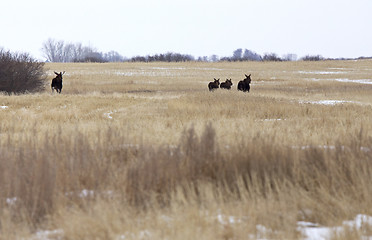 Image showing Moose in a field