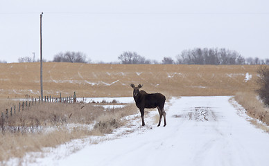 Image showing Moose in a field