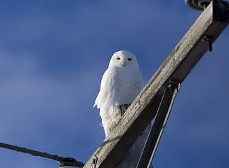 Image showing Snowy Owl