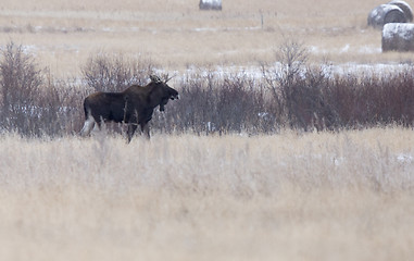 Image showing Moose in a field