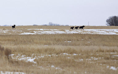 Image showing Moose in a field