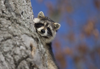 Image showing Racoon in Winter