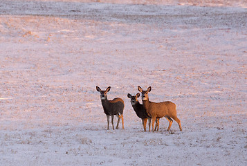 Image showing Deer in winter 