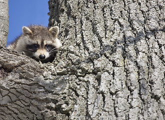 Image showing Racoon in Winter