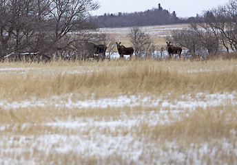 Image showing Moose in a field