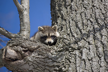 Image showing Racoon in Winter