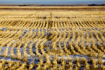 Image showing Prairie Landscape in winter