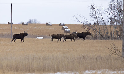 Image showing Moose in a field