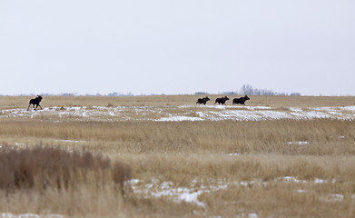 Image showing Moose in a field