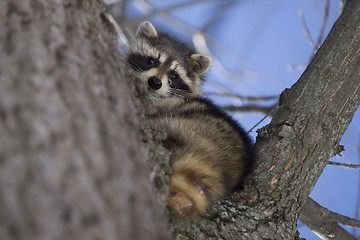Image showing Racoon in Winter