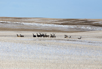 Image showing Deer in winter 