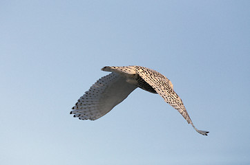 Image showing Snowy Owl
