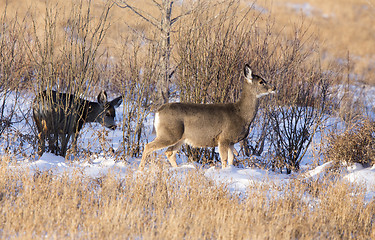 Image showing Deer in winter 