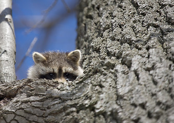 Image showing Racoon in Winter