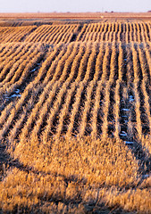 Image showing Prairie Landscape in winter