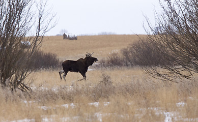 Image showing Moose in a field