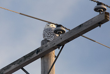 Image showing Snowy Owl