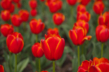 Image showing colorful tulips field 