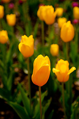 Image showing colorful tulips field 