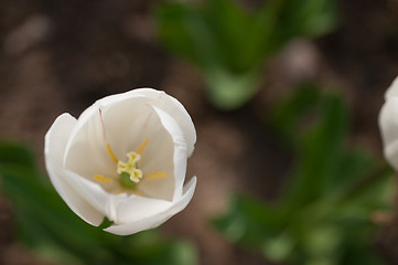 Image showing colorful tulips field 