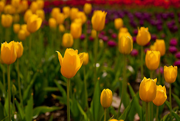 Image showing colorful tulips field 