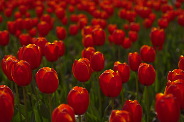 Image showing colorful tulips field 