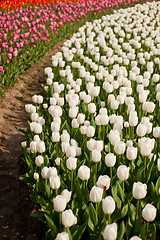 Image showing colorful tulips field 