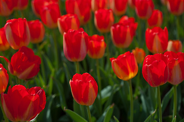 Image showing colorful tulips field 