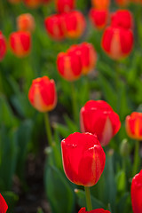 Image showing colorful tulips field 