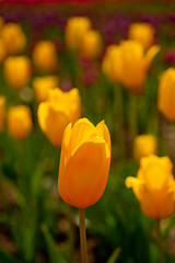 Image showing colorful tulips field 