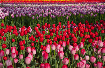 Image showing colorful tulips field 