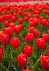 Image showing colorful tulips field 