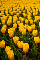 Image showing colorful tulips field 