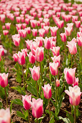 Image showing colorful tulips field 