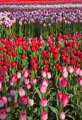 Image showing colorful tulips field 