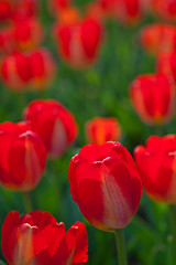 Image showing colorful tulips field 