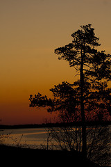 Image showing pine in sunrise