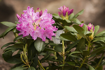 Image showing rhododendron