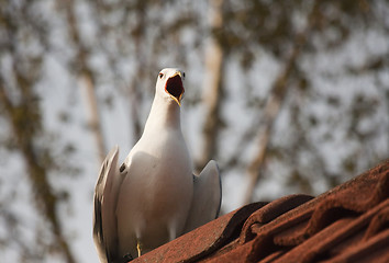 Image showing screaming